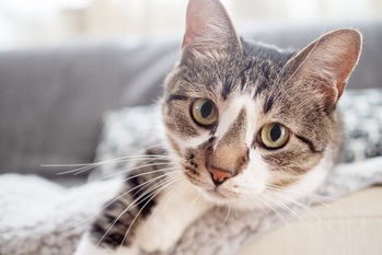 予想以上の健康効果！猫と暮らす生活の提案