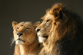 ママ,資産運用,トウシル