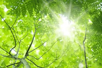 卒FIT後はどうする？太陽光発電の新たな売電先