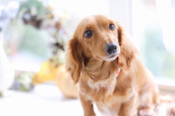 香港で高まるペット需要、日本の商機は「安全性への信頼」