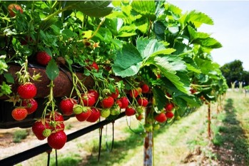 アグリツーリズム