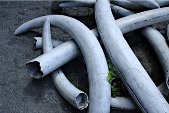 象牙,増加,密輸