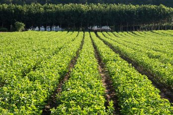 農地,生産緑地,2022年問題