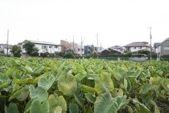 生産緑地の2022年問題。土地価格への影響は？