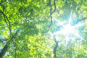 夢の技術「人口光合成」技術は実現されるのか