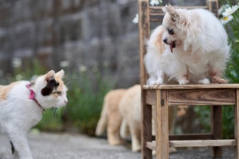 2月22日は「猫の日」、では「犬の日」は1月11日？11月11日？