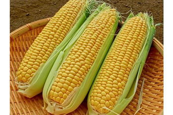 トウモロコシ,稲垣栄洋