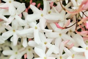  ジャスミン革命