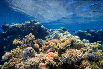 海底,リーフボール,自然保護葬