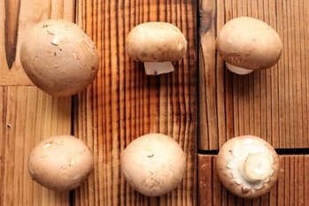 オランダのキノコ飲み込んだ「雪国まいたけ」復活のきっかけになるか