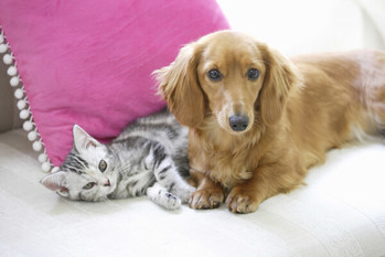 VK Studio/Shutterstock.com