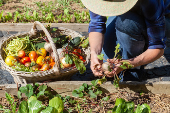 矢野経済研究所
