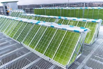 ホンダが開発中の「ドリーモ」とは？