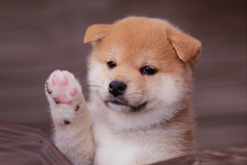 ふるさと納税,トウシル