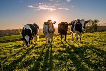 狂牛病,牛海綿状脳症,トウシル