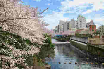 人気のスポットも自然もゆたか「目黒区」人気マンションランキングトップ14