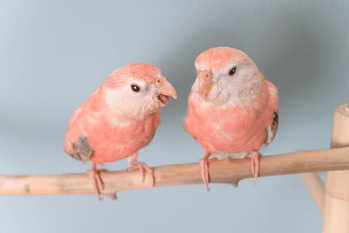 「ベン図法」対話術