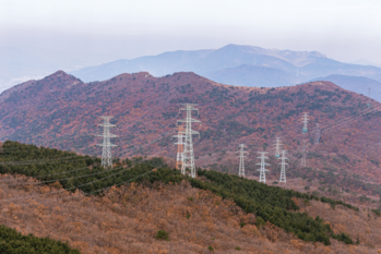 山林投資って誰でもできる？メリットや注意点をわかりやすく解説