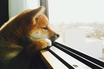 ふるさと納税,トウシル