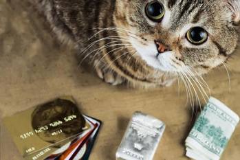 ペット投資,急増