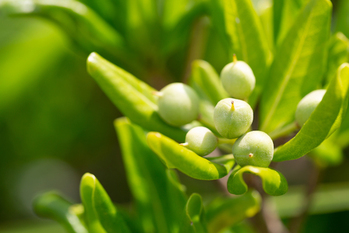 矢野経済研究所