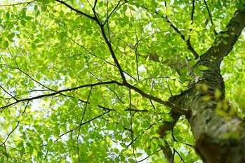 日本三大美林,木曽ヒノキ