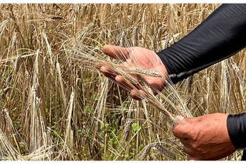 木内酒造｜製麦工場を新設【日の丸ウイスキー】