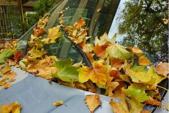 秋の洗車シーズン到来！今こそ愛車をリフレッシュするべき理由とおすすめケア方法