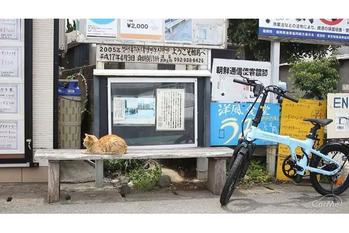 猫200匹と癒しのひととき！福岡・猫島＆夜はバスでディナー満喫の癒し旅🐾【福岡】