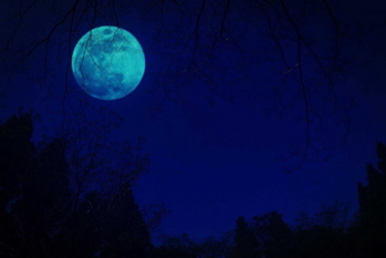 ニッチ戦略,稲垣栄洋