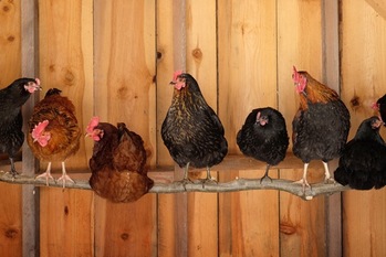 中央銀行のニワトリがねぐらに帰る時、何が起こるか？