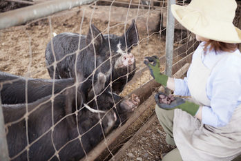 アリババ,中国経済,養殖産業