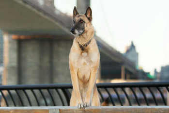 ダウの犬,2020,日本,銘柄