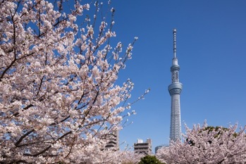 ディアレイシャス押上桜橋II