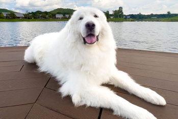 楽天トラベル、2023年「全国の宿 自慢の看板犬ランキング」を発表