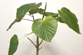 コロナ禍と無縁の「ユニバーサル園芸社」買収を加速　1年ほどで8件に