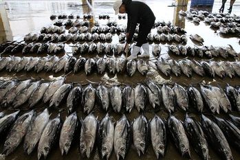  マグロ乱獲防止