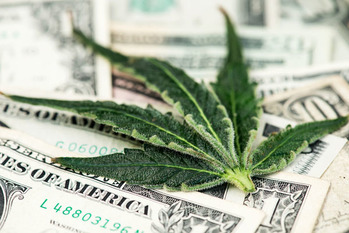 大麻,銘柄,下半期