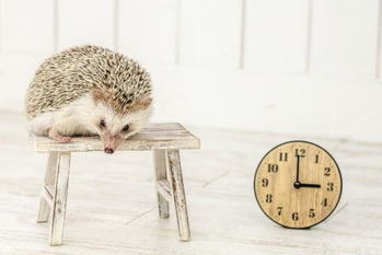 間食,足立香代子