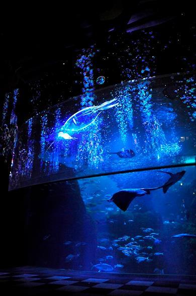 新江ノ島水族館『ナイトアクアリウム』