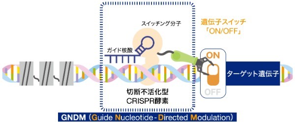 モダリス【4883・マザ】ゲノム編集による遺伝子治療薬開発に強み 多くの新薬開発を目指し研究進める