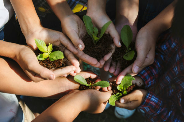 planting