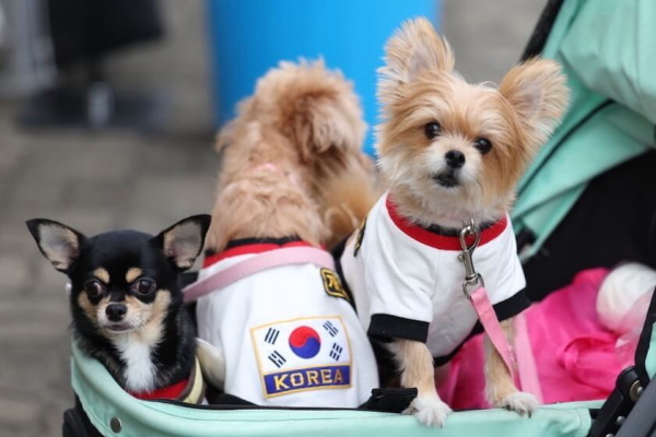 ベビーカーから香典まで…韓国の「ペット愛」は少子化を招く？