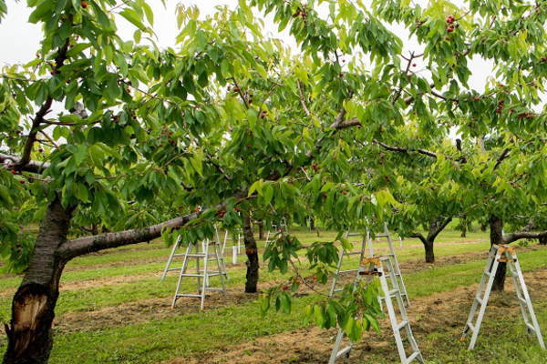 果樹の評価方法