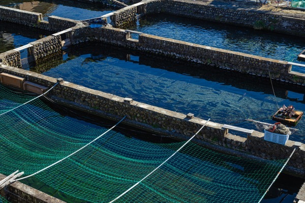 海面魚類養殖は底堅く推移も、根本的課題が山積