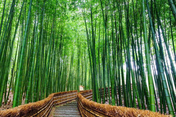 立竹木の財産評価