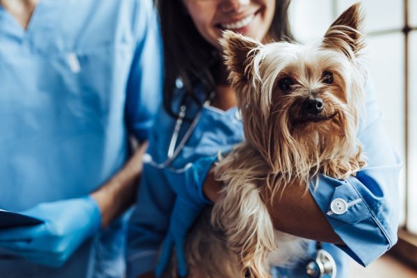 Dog Insurance in Singapore – What You Need to Know
