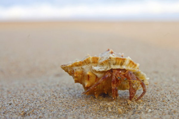 (写真=Alexandra Lande/Shutterstock.com)