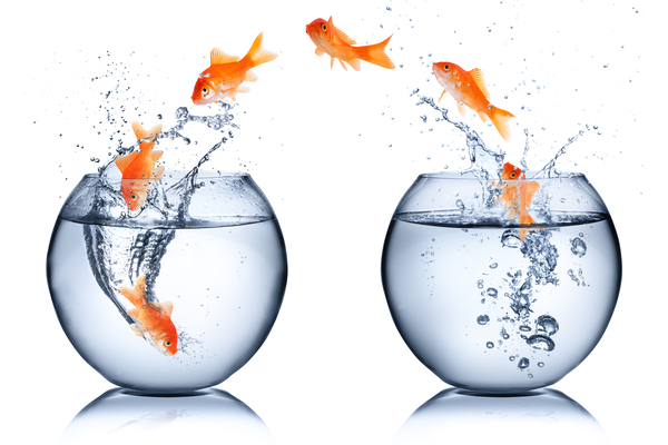 goldfish