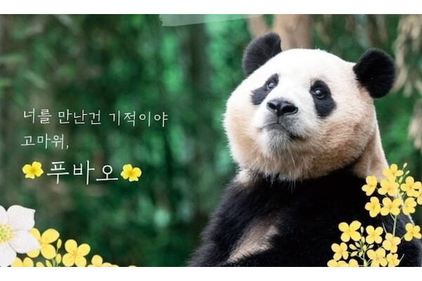 アイドル級人気の韓国パンダ、まもなくお別れ…「ひと目だけでも」観覧客殺到